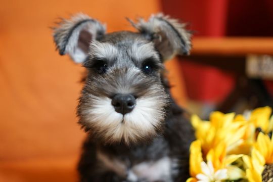 ブリーダーごあいさつ - ミニチュアシュナウザーブリーダー・仔犬