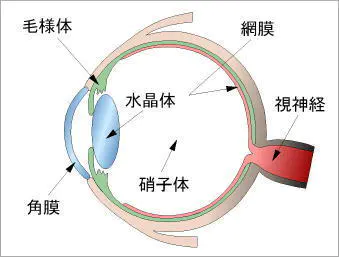 進行性網膜委縮症 PRA TYPE A
