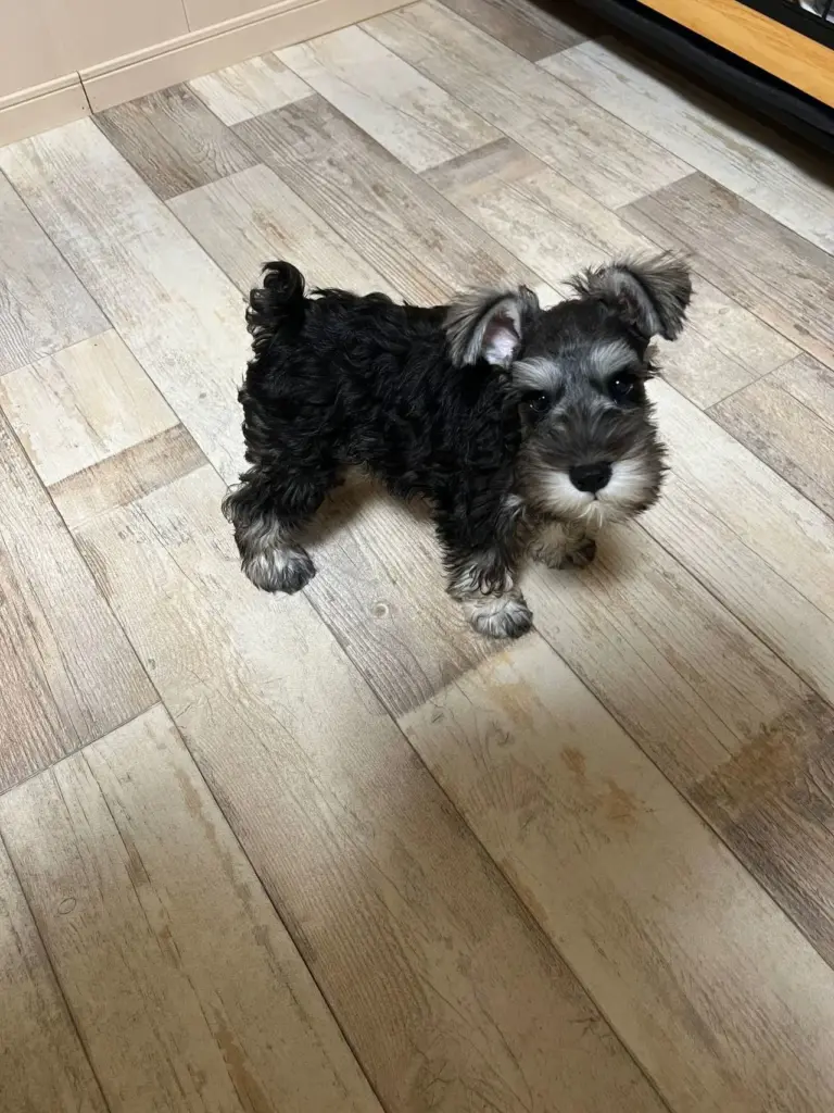 5月7日産まれの仔犬