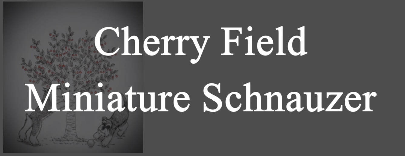 Cherry Fields Miniature Schnauzer